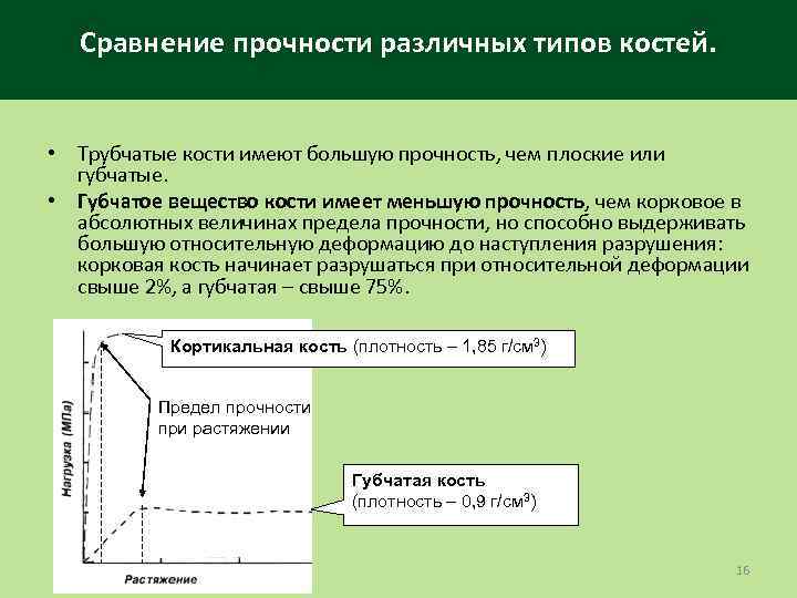 Сравнение прочности различных типов костей. • Трубчатые кости имеют большую прочность, чем плоские или