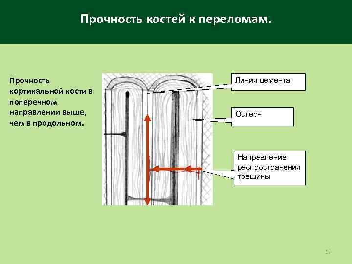 Прочность костей к переломам. Прочность кортикальной кости в поперечном направлении выше, чем в продольном.