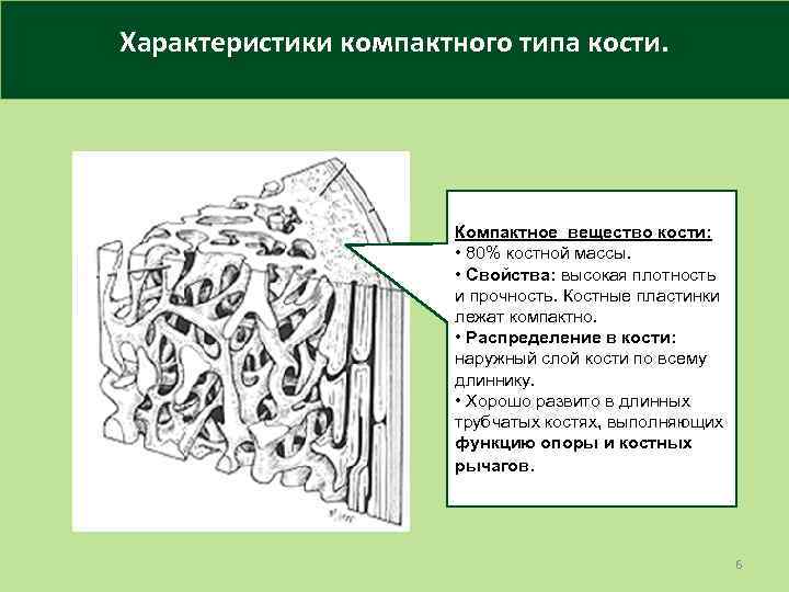 Характеристики компактного типа кости. Компактное вещество кости: • 80% костной массы. • Свойства: высокая