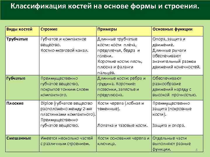 Классификация костей на основе формы и строения. Виды костей Строние Примеры Основные функции Трубчатые