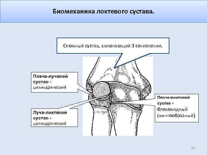 Биомеханика локтевого сустава. Сложный сустав, включающий 3 сочленения. Плече-лучевой сустав цилиндрический Плече-локтевой сустав -