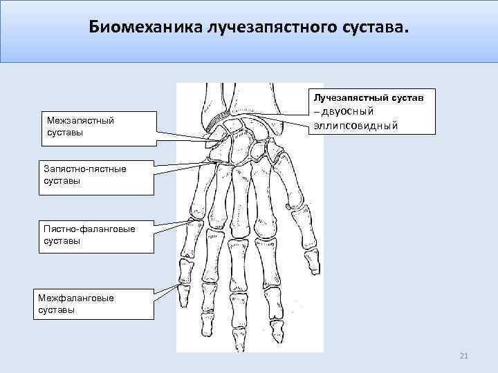 Биомеханика лучезапястного сустава. Межзапястный суставы Лучезапястный сустав – двуосный эллипсовидный Запястно-пястные суставы Пястно-фаланговые суставы