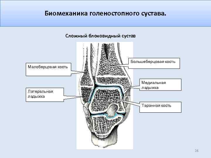 Биомеханика голеностопного сустава. Сложный блоковидный сустав Большеберцовая кость Малоберцовая кость Латеральная ладыжка Медиальная ладыжка