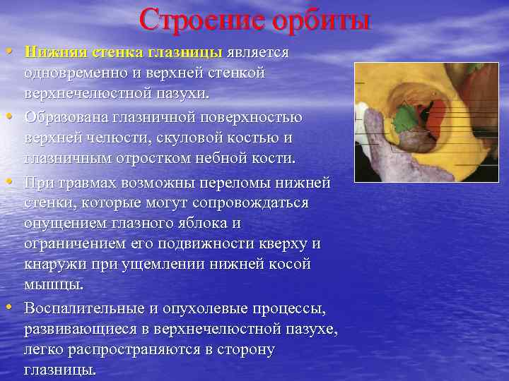 Строение орбиты • Нижняя стенка глазницы является • • • одновременно и верхней стенкой