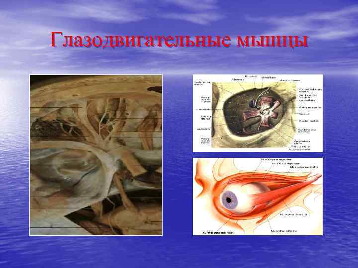 Глазодвигательные мышцы 