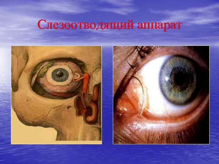 Слезоотводящий аппарат 