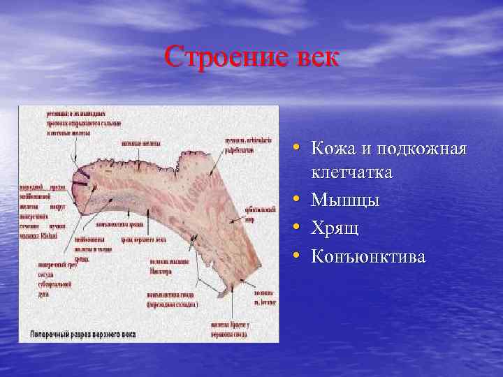 Строение век