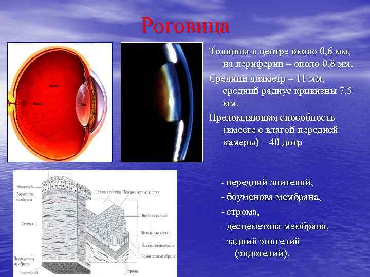 Роговица Толщина в центре около 0, 6 мм, на периферии – около 0, 8