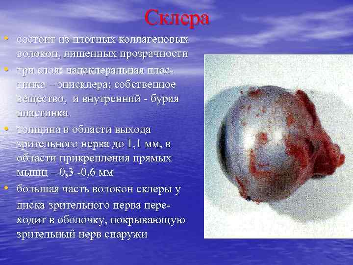 Склера • состоит из плотных коллагеновых • • • волокон, лишенных прозрачности три слоя: