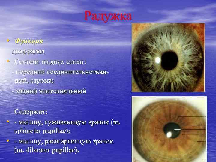 Радужка • Функция диафрагма • Состоит из двух слоев : - передний соединительноткан- ный,