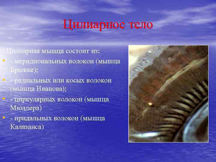 Цилиарное тело Цилиарная мышца состоит из: • - меридиональных волокон (мышца Брюкке); • -