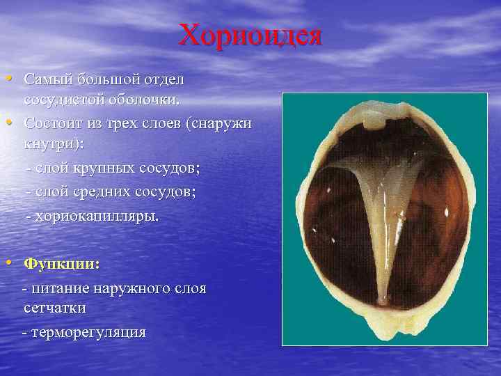 Хориоидея • Самый большой отдел сосудистой оболочки. • Состоит из трех слоев (снаружи кнутри):