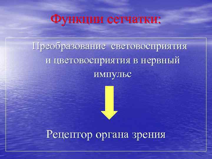 Функции сетчатки: Преобразование световосприятия и цветовосприятия в нервный импульс Рецептор органа зрения 