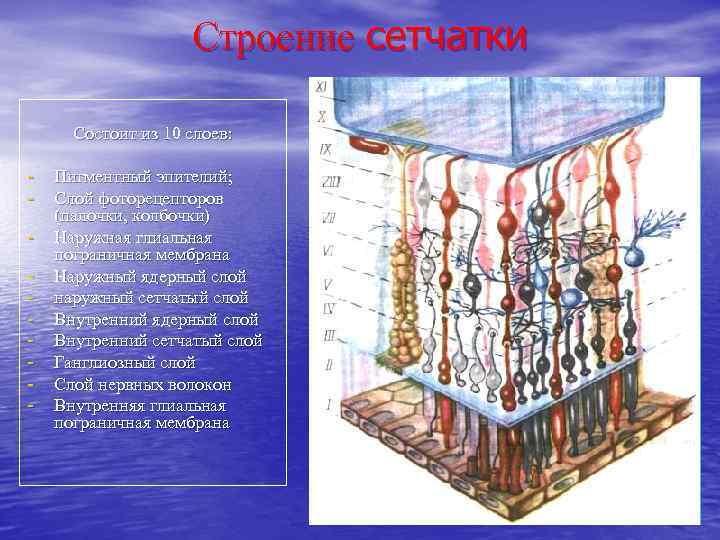 Строение сетчатки Состоит из 10 слоев: - Пигментный эпителий; - Слой фоторецепторов - (палочки,