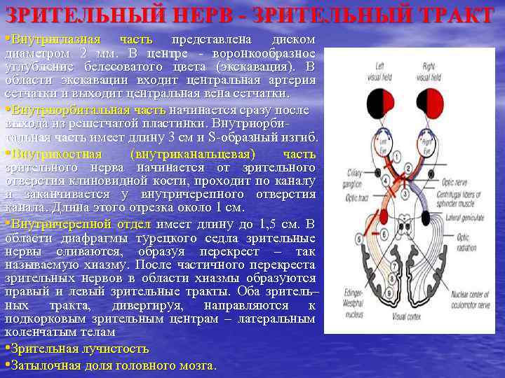 ЗРИТЕЛЬНЫЙ НЕРВ - ЗРИТЕЛЬНЫЙ ТРАКТ • Внутриглазная часть представлена диском диаметром 2 мм. В