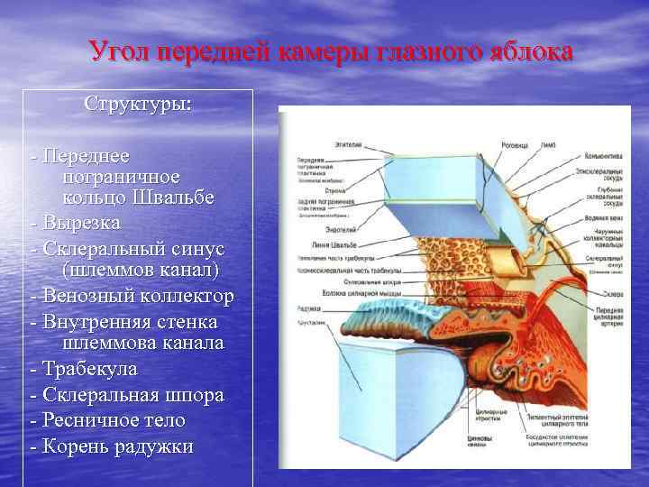 Угол передней камеры глазного яблока Структуры: - Переднее пограничное кольцо Швальбе - Вырезка -