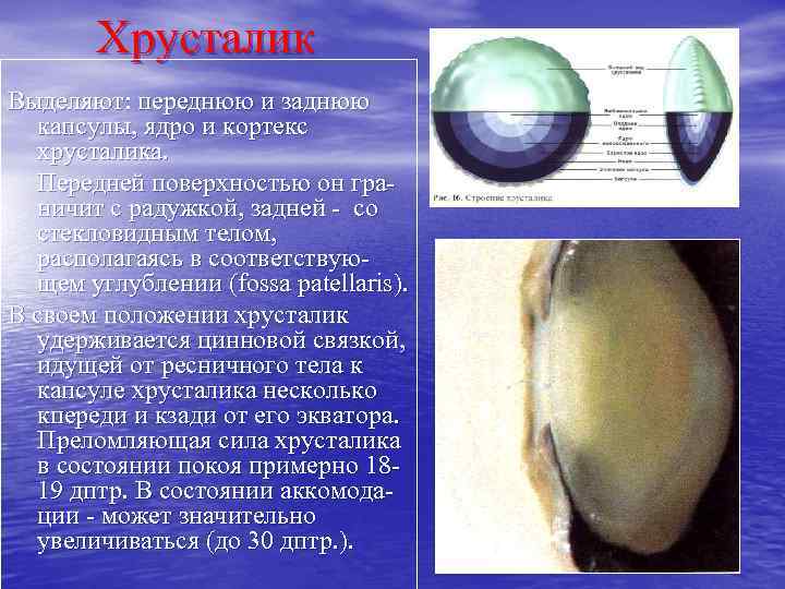 Схема строения хрусталика гистология