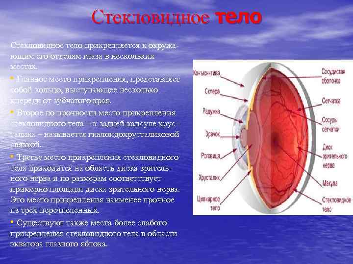 Стекловидное тело это. Стекловидное тело. Строение стекловидного тела. Стекловидное тело глаза. Стекловидное тело строение и функции.