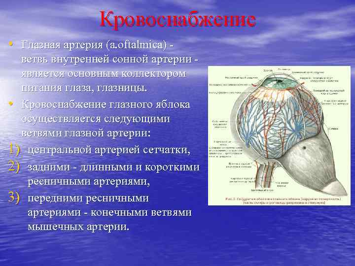 Кровоснабжение глаза схема