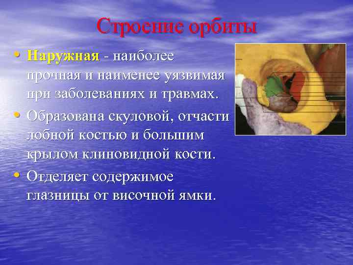 Строение орбиты • Наружная - наиболее • • прочная и наименее уязвимая при заболеваниях