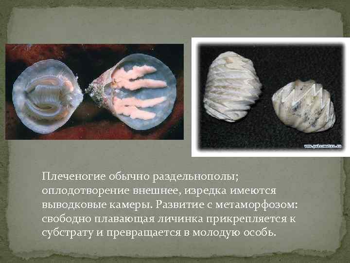 Плеченогие обычно раздельнополы; оплодотворение внешнее, изредка имеются выводковые камеры. Развитие с метаморфозом: свободно плавающая