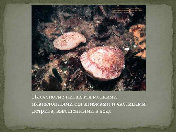 Плеченогие питаются мелкими планктонными организмами и частицами детрита, взвешенными в воде 