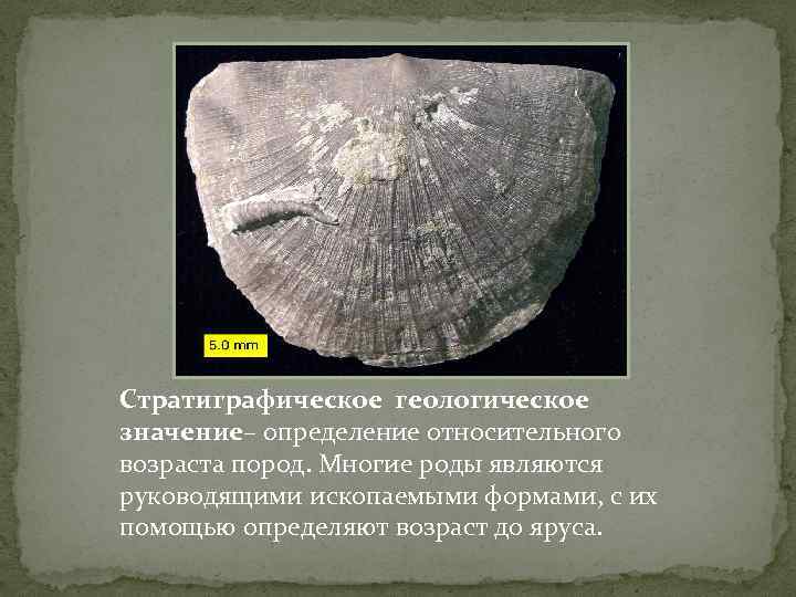 Стратиграфическое геологическое значение– определение относительного возраста пород. Многие роды являются руководящими ископаемыми формами, с