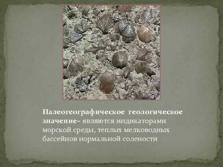 Палеогеографическое геологическое значение– являются индикаторами морской среды, теплых мелководных бассейнов нормальной солености 