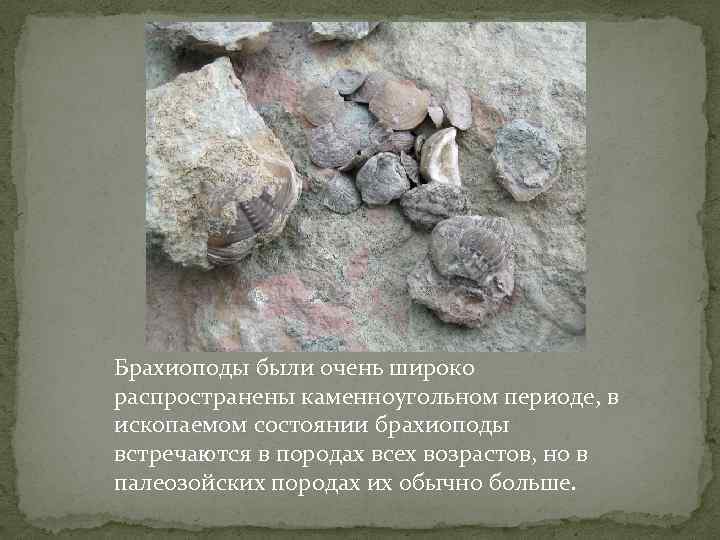 Брахиоподы были очень широко распространены каменноугольном периоде, в ископаемом состоянии брахиоподы встречаются в породах