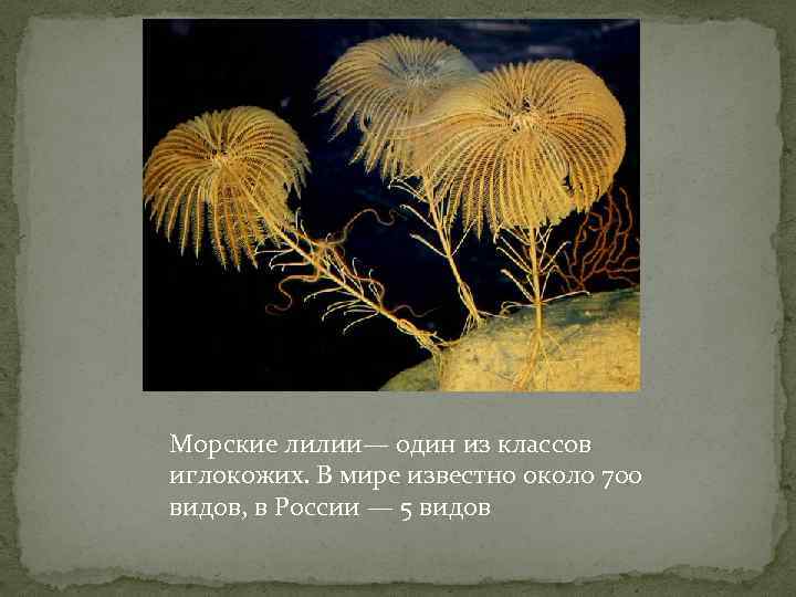 Морские лилии— один из классов иглокожих. В мире известно около 700 видов, в России