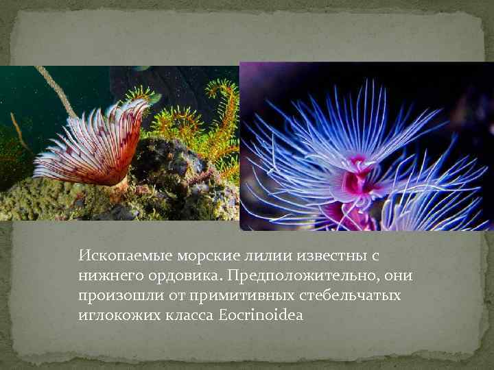 Ископаемые морские лилии известны с нижнего ордовика. Предположительно, они произошли от примитивных стебельчатых иглокожих