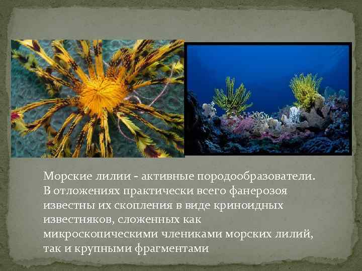 Морские лилии - активные породообразователи. В отложениях практически всего фанерозоя известны их скопления в