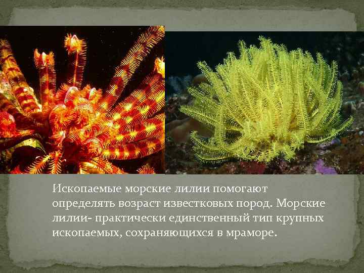 Ископаемые морские лилии помогают определять возраст известковых пород. Морские лилии- практически единственный тип крупных