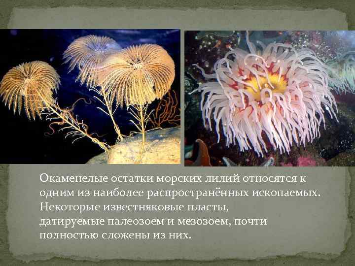 Окаменелые остатки морских лилий относятся к одним из наиболее распространённых ископаемых. Некоторые известняковые пласты,