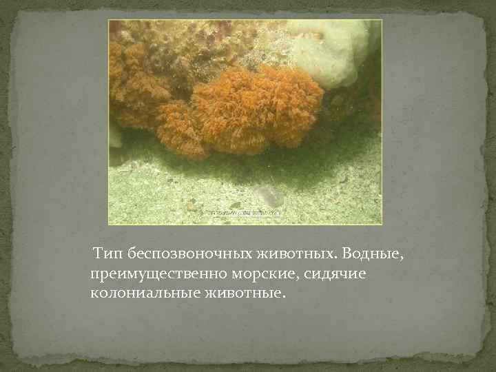  Тип беспозвоночных животных. Водные, преимущественно морские, сидячие колониальные животные. 