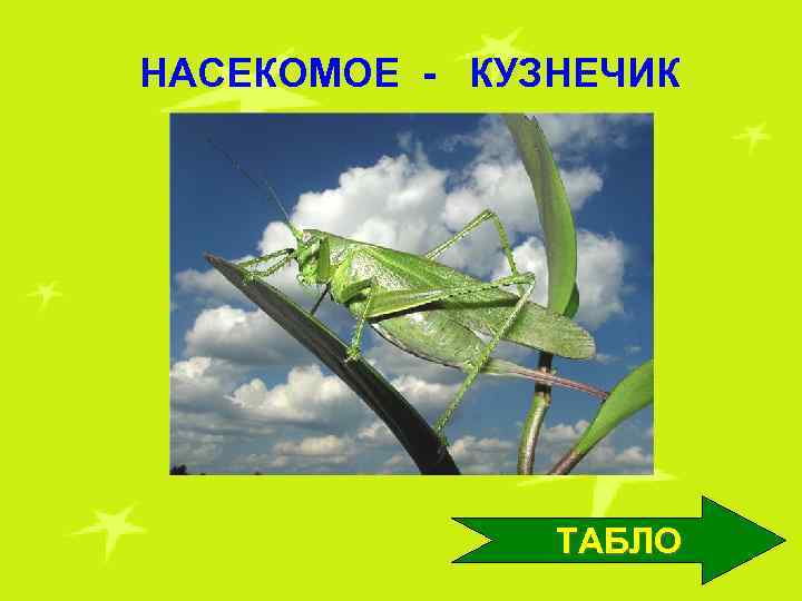 НАСЕКОМОЕ - КУЗНЕЧИК ТАБЛО 