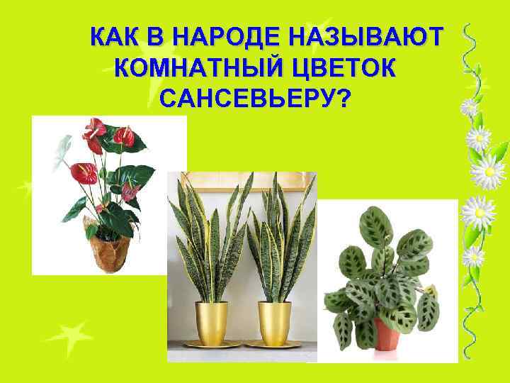 КАК В НАРОДЕ НАЗЫВАЮТ КОМНАТНЫЙ ЦВЕТОК САНСЕВЬЕРУ? 