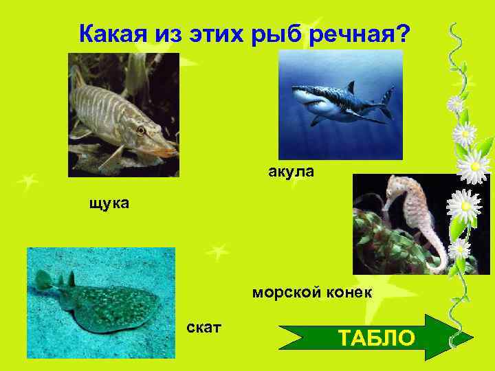 Какая из этих рыб речная? акула щука морской конек скат ТАБЛО 