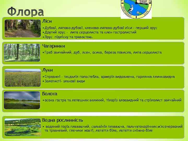 Ліси • Дубові, липово-дубові, кленово-липово-дубові ліси - перший ярус • Другий ярус - липа
