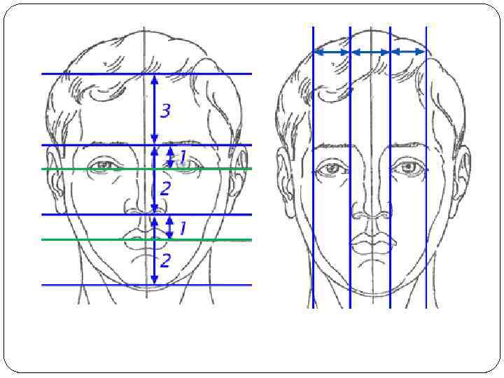 Чему равна длина носа на рисунке пропорциональной головы человека
