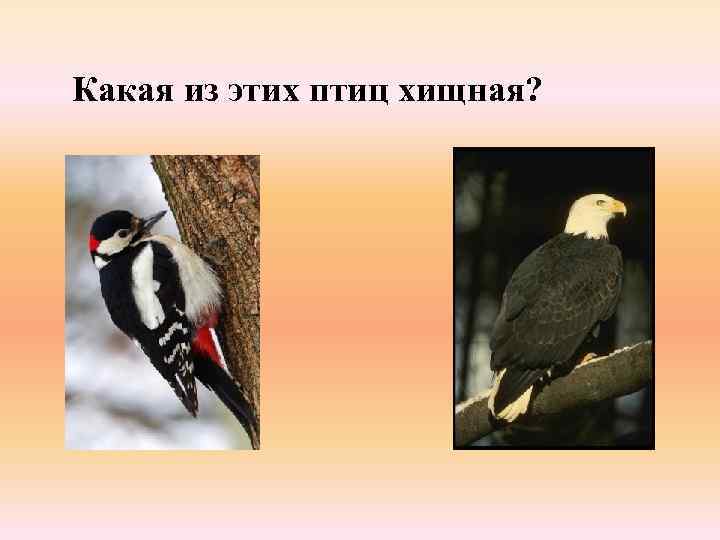 Какая из этих птиц хищная? 