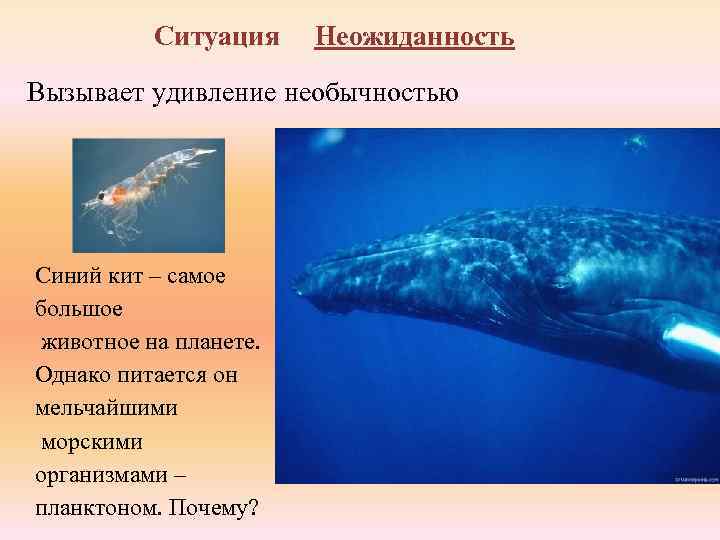 Какие отношения между китом и тунцом. Синий кит Тип питания. Кит и рачки Тип взаимоотношений. Синий кит и планктон Тип взаимоотношений. Почему кит питается планктоном.