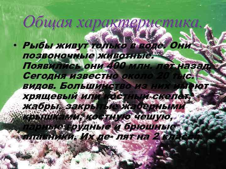 Общая характеристика. • Рыбы живут только в воде. Они позвоночные животные. Появились они 400