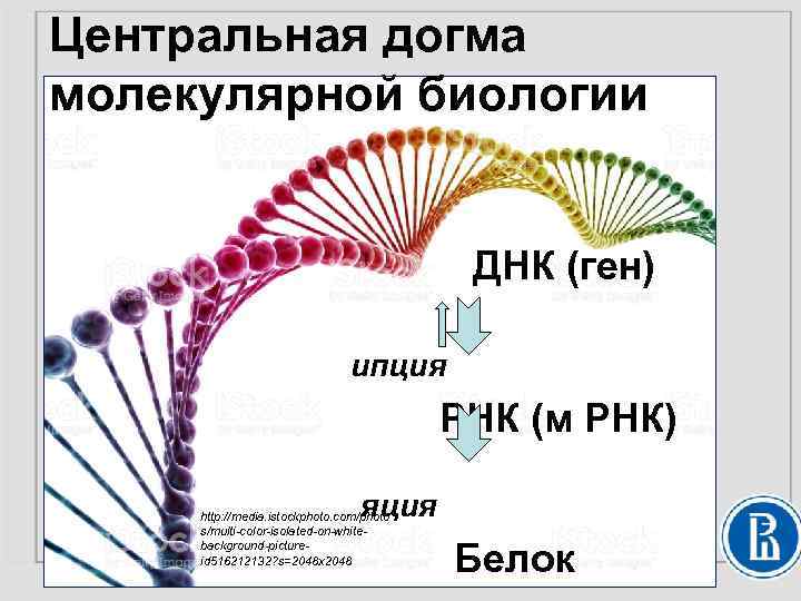 Центральная догма молекулярной биологии ДНК (ген) ипция РНК (м РНК) яция http: //media. istockphoto.