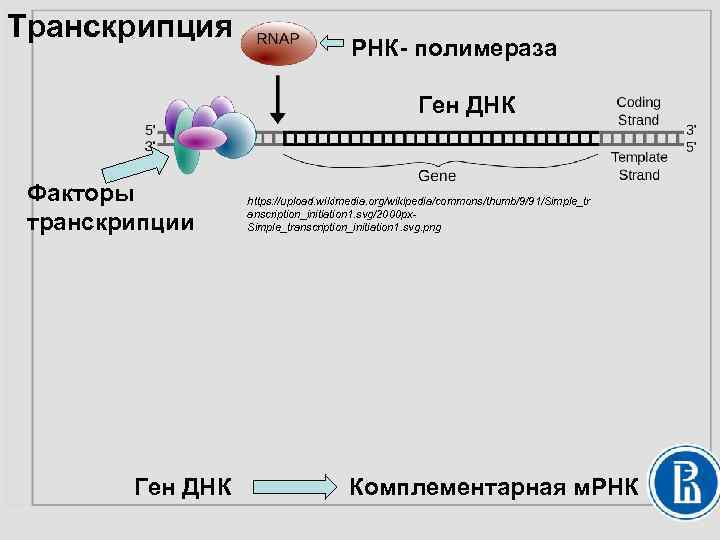 Транскрипция РНК- полимераза Ген ДНК Факторы транскрипции Ген ДНК https: //upload. wikimedia. org/wikipedia/commons/thumb/9/91/Simple_tr anscription_initiation