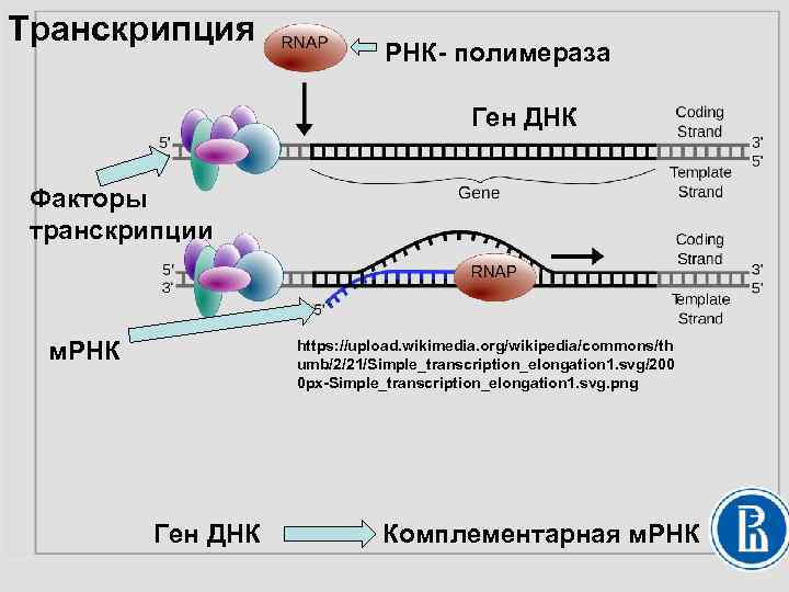 Биосинтез мрнк