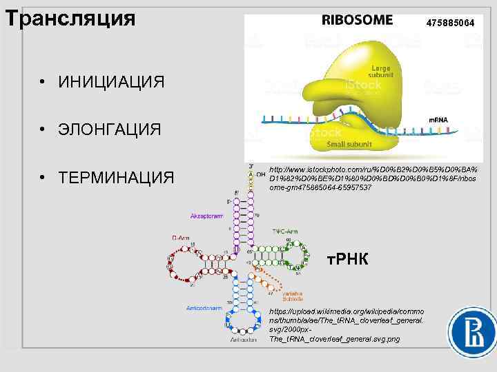 Трансляция 475885064 • ИНИЦИАЦИЯ • ЭЛОНГАЦИЯ • ТЕРМИНАЦИЯ http: //www. istockphoto. com/ru/%D 0%B 2%D