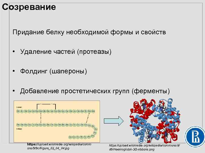 Созревание Придание белку необходимой формы и свойств • Удаление частей (протеазы) • Фолдинг (шапероны)