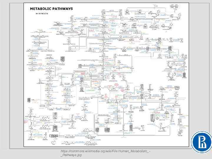 https: //commons. wikimedia. org/wiki/File: Human_Metabolism__Pathways. jpg 