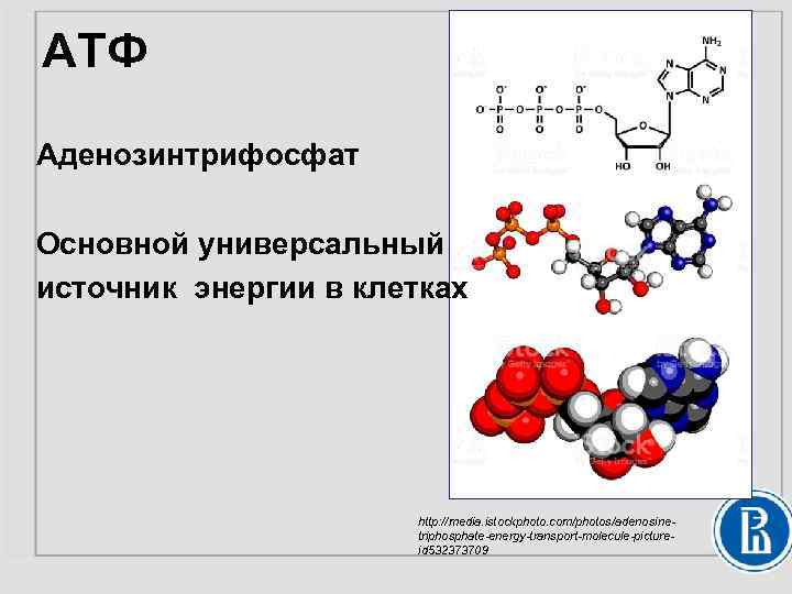 АТФ Аденозинтрифосфат Основной универсальный источник энергии в клетках http: //media. istockphoto. com/photos/adenosinetriphosphate-energy-transport-molecule-pictureid 532373709 